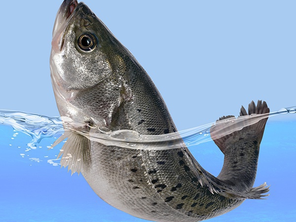 海鱸魚